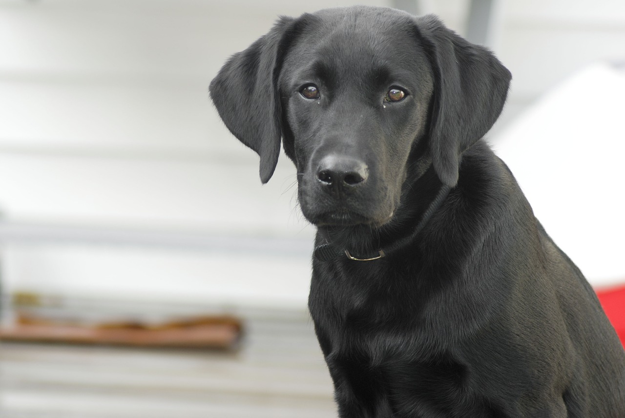 The Friendly Nature of Labrador Retrievers